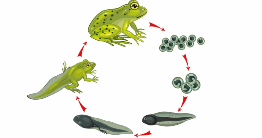 Frog Life Cycle