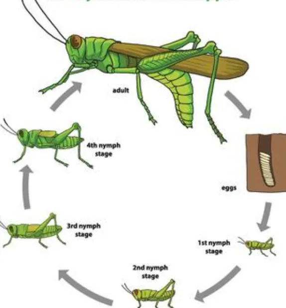 Grasshopper Insect Life Cycle