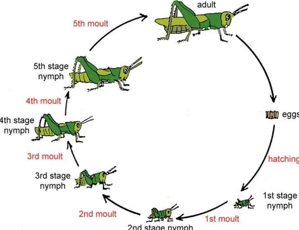 Grasshopper Insect Life Cycle