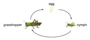 Grasshopper Insect Life Cycle: The Complete Story of Eggs, Nymphs, Adults, Survival, and Ecological Value