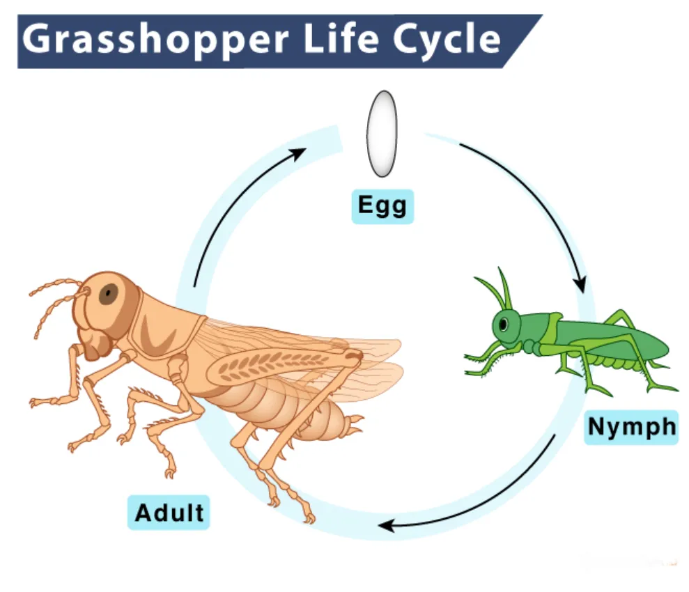 Grasshopper Insect Life Cycle