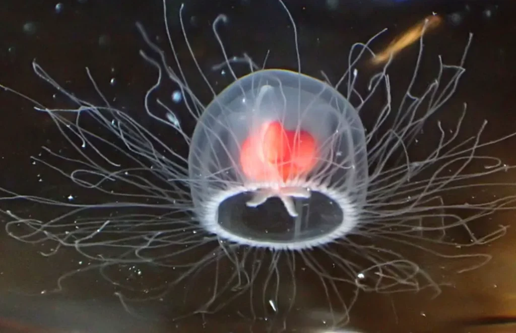 The Immortal Jellyfish Life Cycle: How Turritopsis dohrnii Reverses Aging and Survives in the Ocean