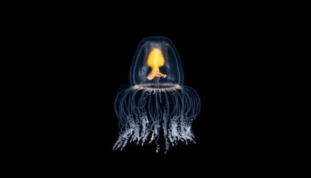 Immortal Jellyfish Life Cycle