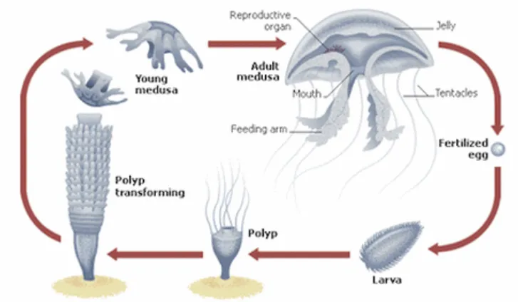 Immortal Jellyfish Life Cycle