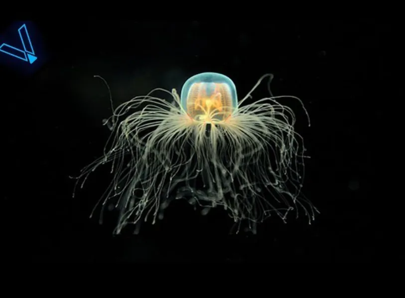 Immortal Jellyfish Life Cycle