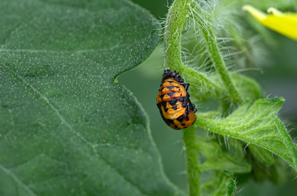Lady Beetle Life Cycle