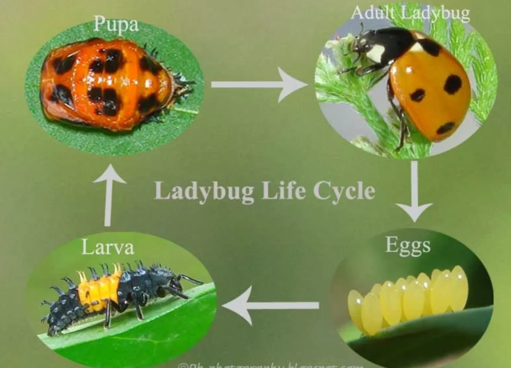 Lady Beetle Life Cycle