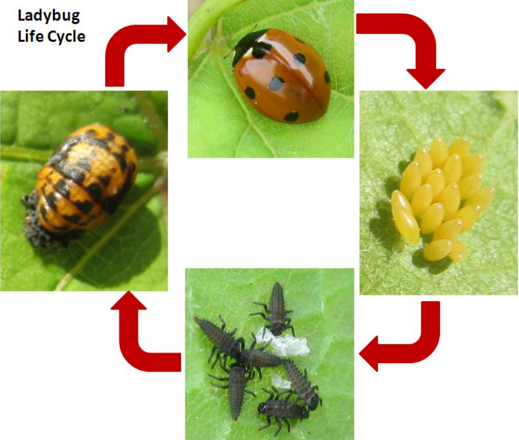 Lady Beetle Life Cycle