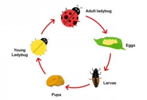 Lady Beetle Life Cycle