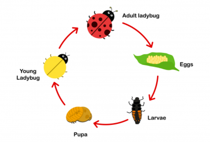 Lady Beetle Life Cycle