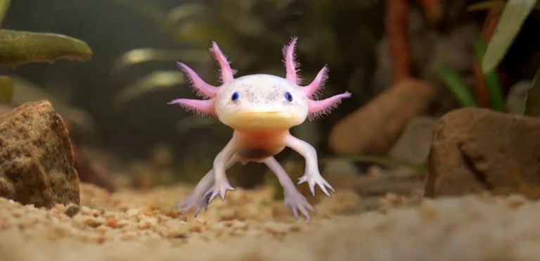 Life Cycle of Axolotl: Complete Growth Stages, Reproduction, Food, Survival, and Conservation Guide