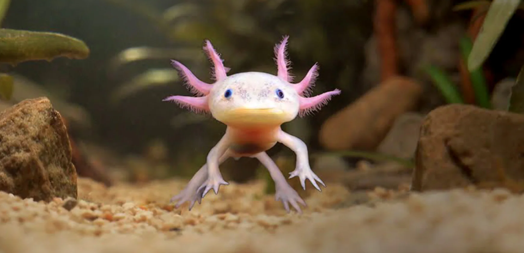 Life Cycle of Axolotl