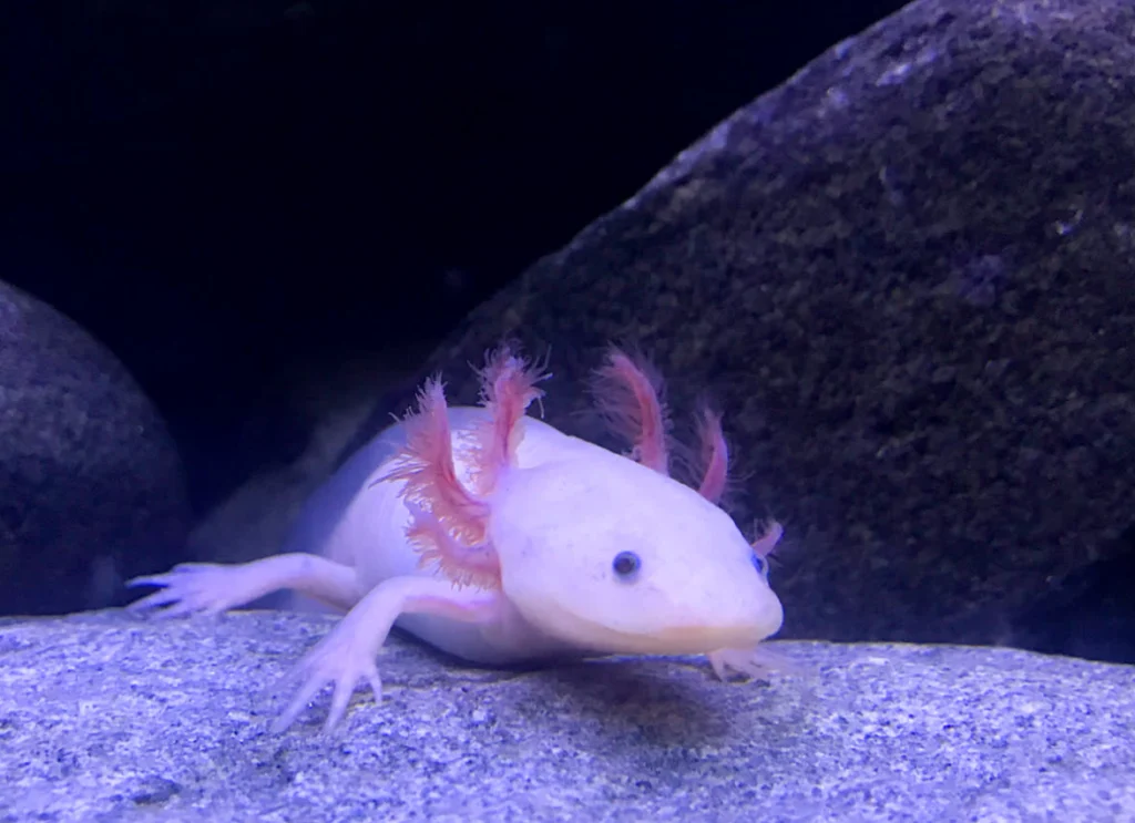 Life Cycle of Axolotl