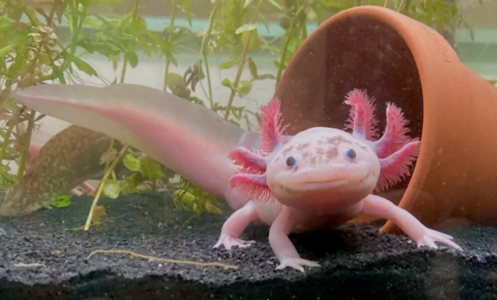 Life Cycle of Axolotl