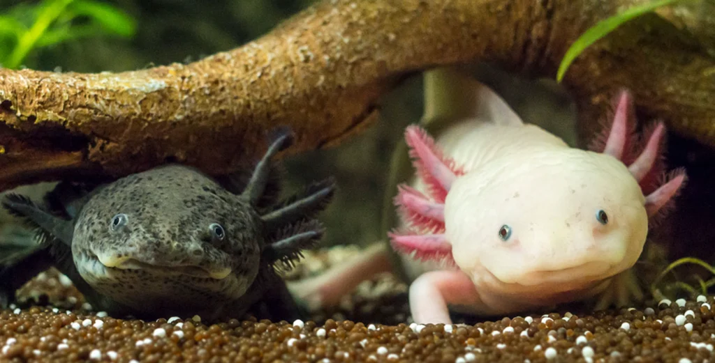 Life Cycle of Axolotl