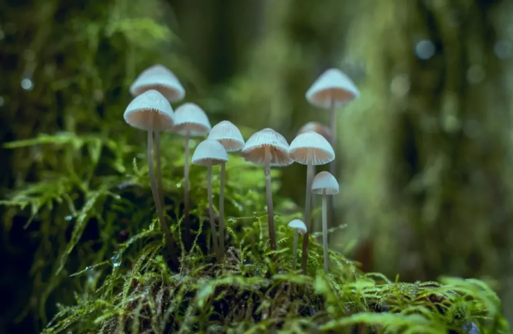 Life Cycle of Fungi