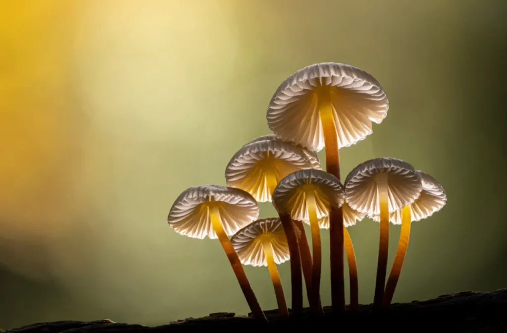 Life Cycle of Fungi
