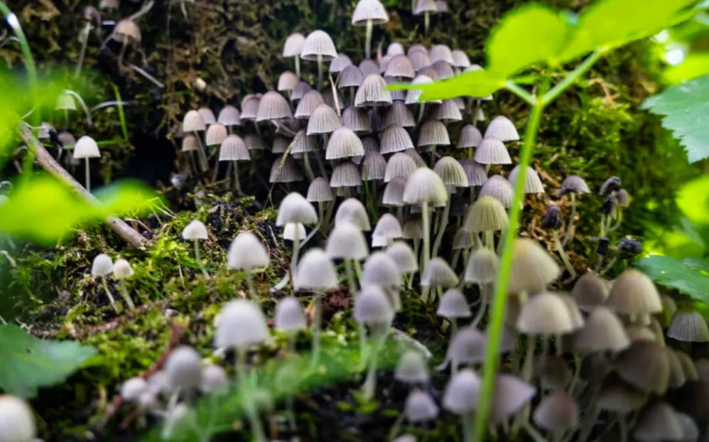 Life Cycle of Fungi