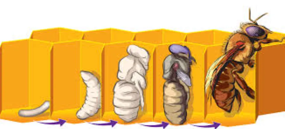 Life Cycle of Honey Bee