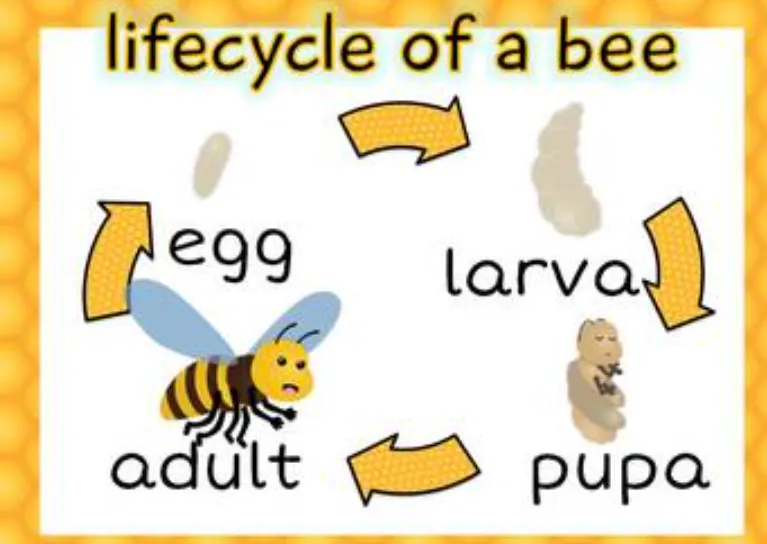 Life Cycle of Honey Bee