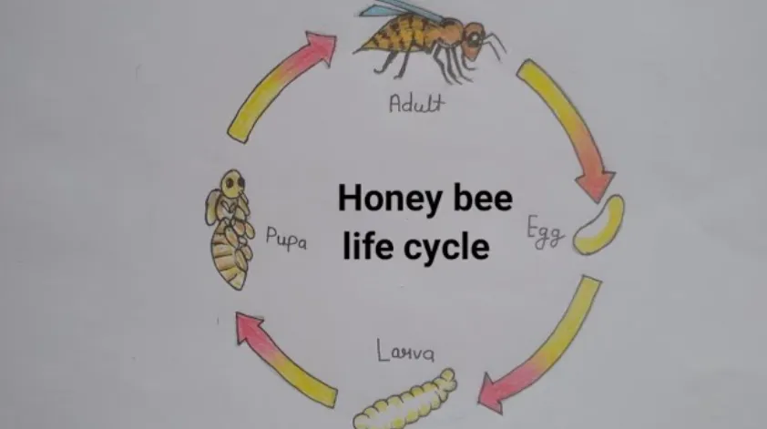 Life Cycle of Honey Bee