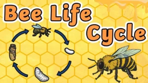 Life Cycle of Honey Bee
