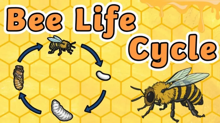 Life Cycle of Honey Bee: Egg, Larva, Pupa, and Hive Survival