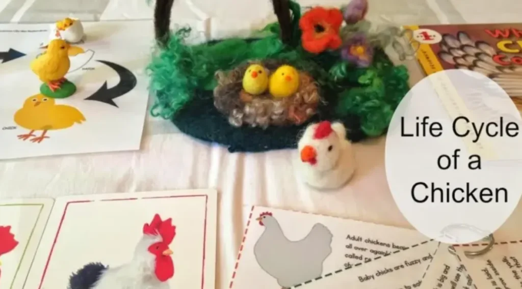 Life Cycle of a Chick