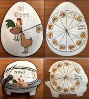 Life Cycle of a Chick