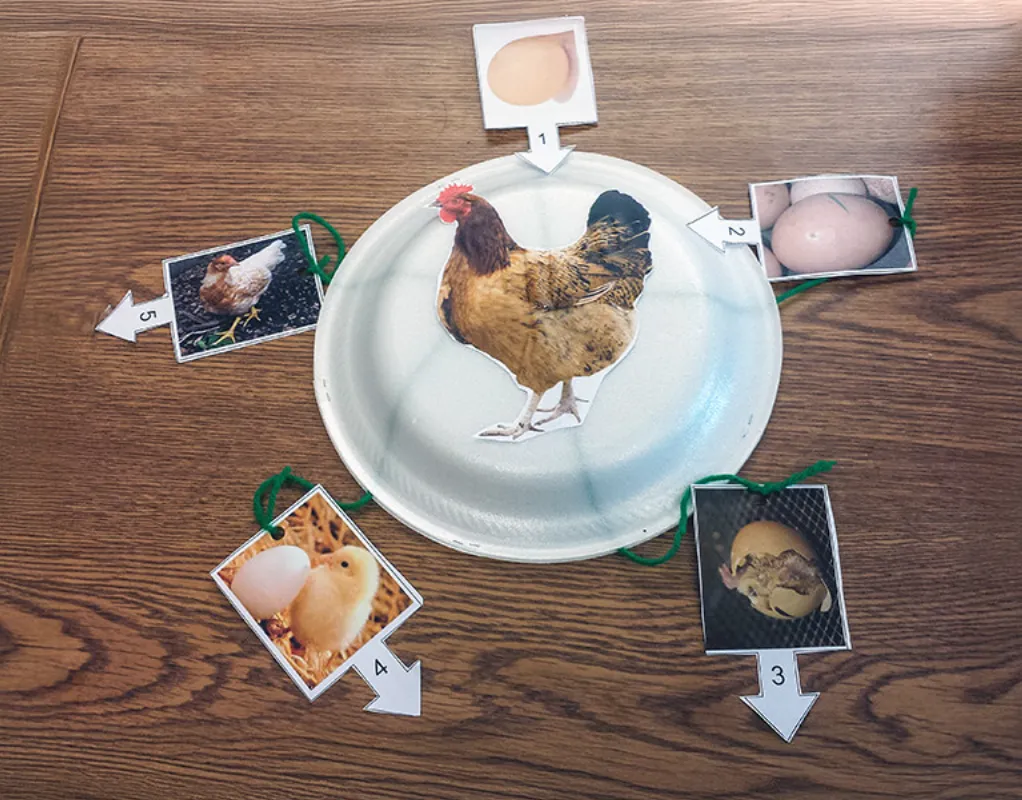 Life Cycle of a Chick