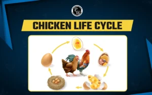 Life Cycle of a Chick