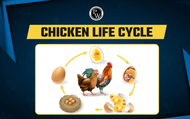 Life Cycle of a Chick: Complete Egg-to-Adult Chicken Growth Guide