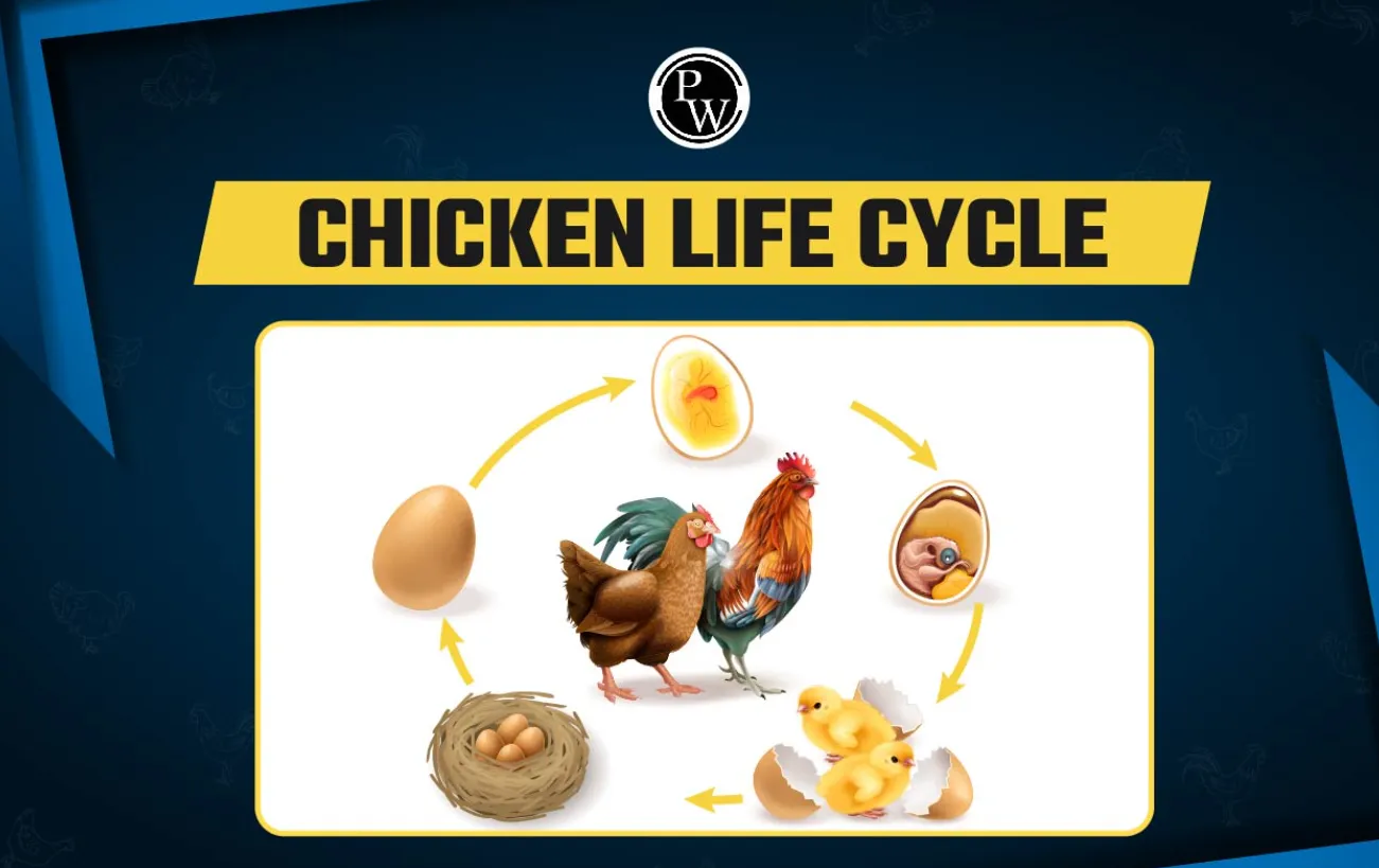 Life Cycle of a Chick