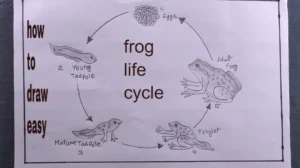Life Cycle of a Frog: Complete Egg-to-Adult Guide With Stages, Lifespan, Diet, and Ecosystem Importance