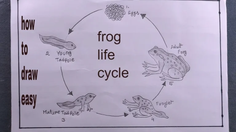Life Cycle of a Frog: Complete Egg-to-Adult Guide With Stages, Lifespan, Diet, and Ecosystem Importance
