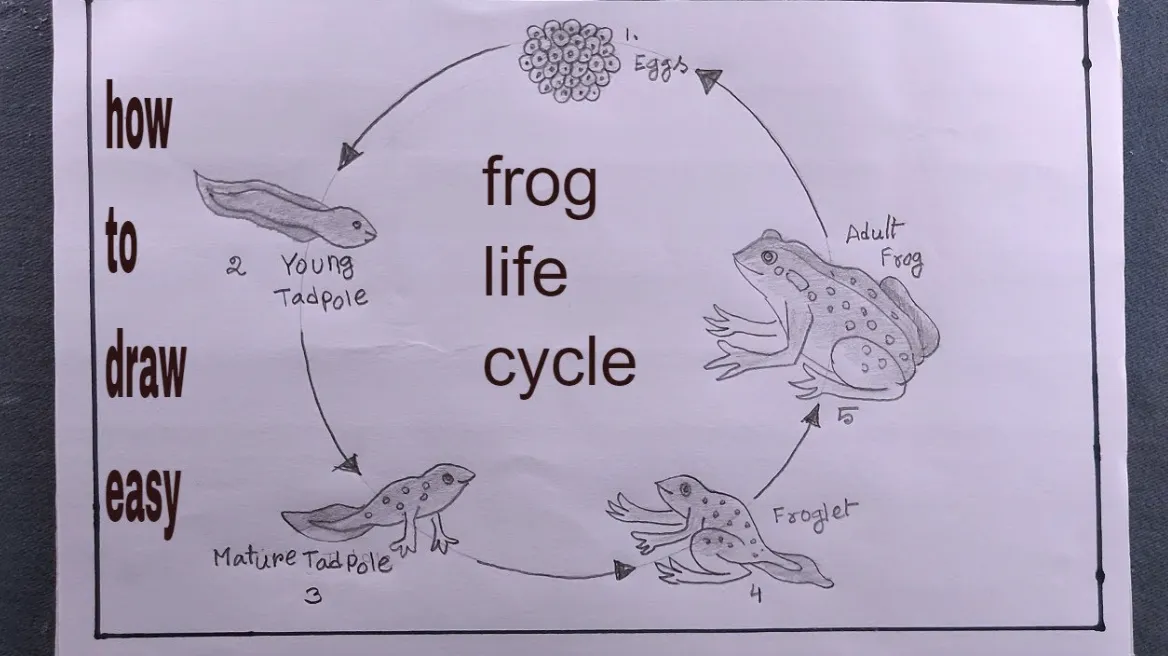 Life Cycle of a Frog