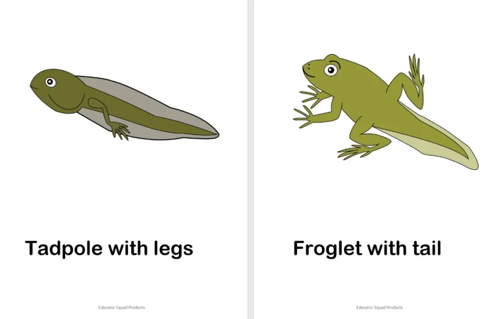 Life Cycle of a Frog