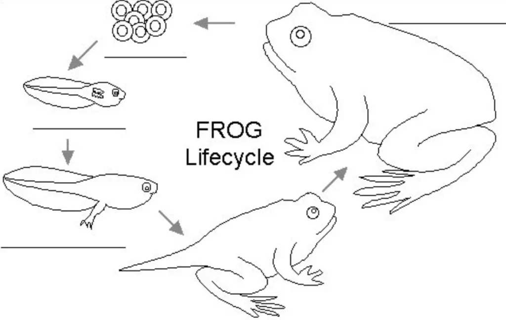 Life Cycle of a Frog