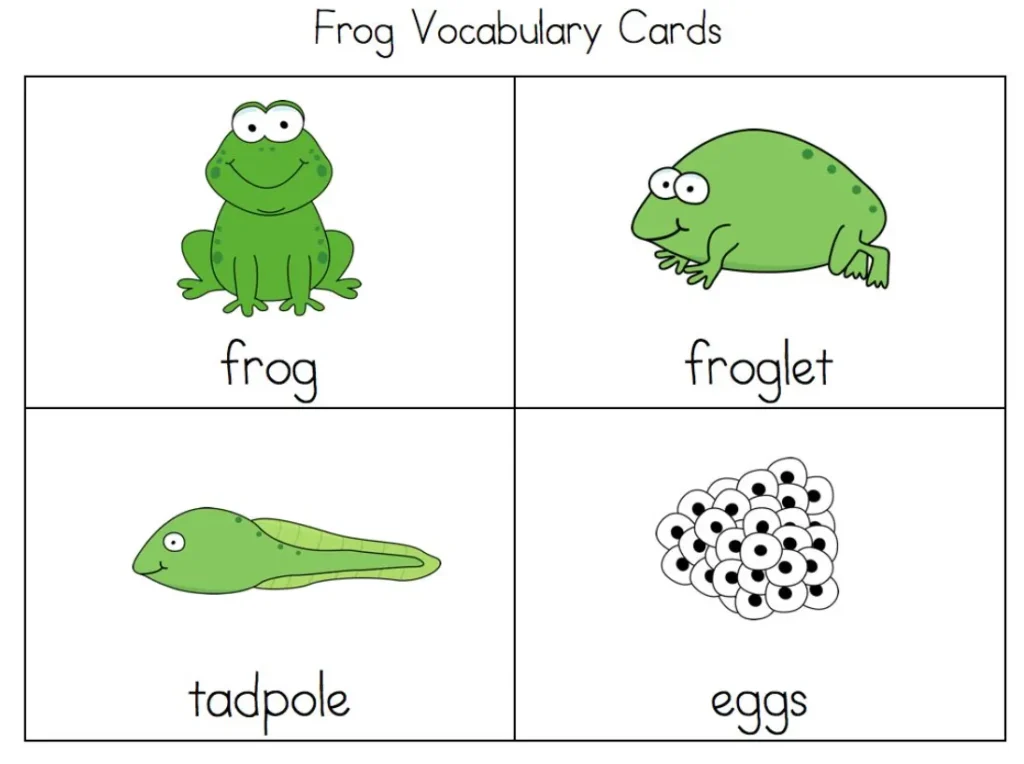 Life Cycle of a Frog