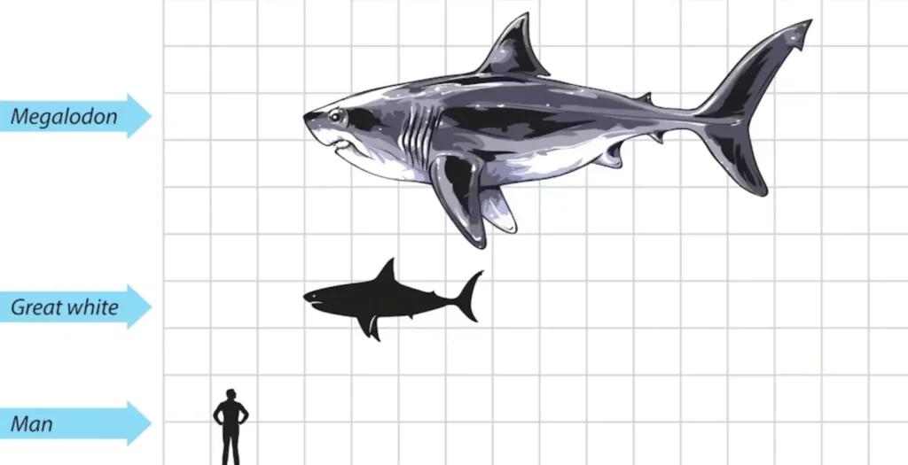 Life Cycle of a Great White Shark