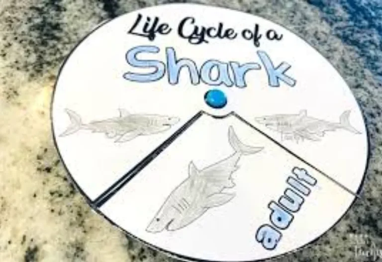 Life Cycle of a Great White Shark: From Newborn Pup to Apex Ocean Predator