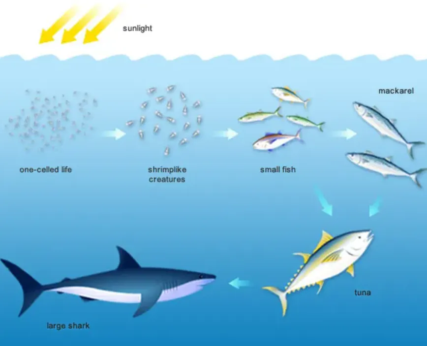 Life Cycle of a Great White Shark