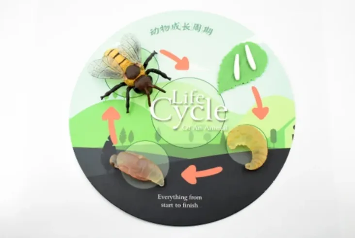 Life Cycle of the Bees