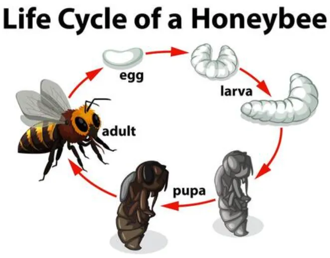 Life Cycle of the Bees