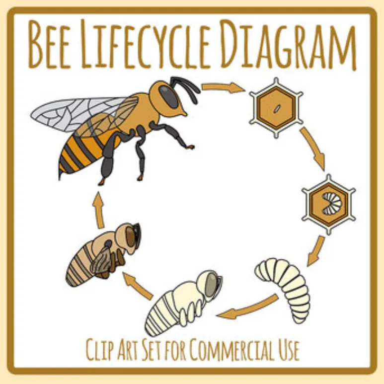 Life Cycle of the Bees