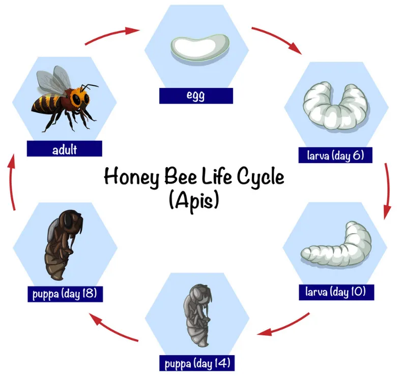Life Cycle of the Bees