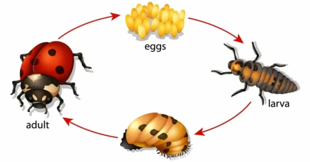 Life Cycle of the Ladybird