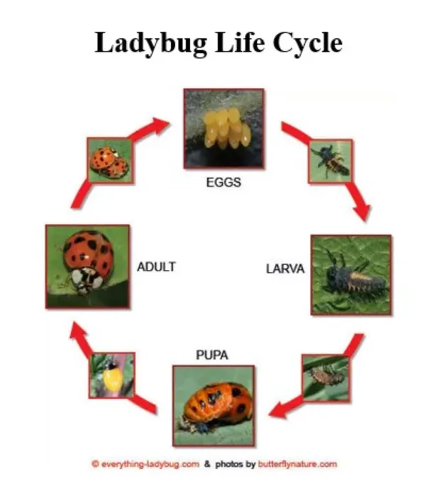Life Cycle of the Ladybird