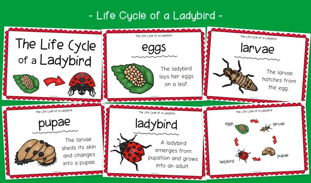 Life Cycle of the Ladybird