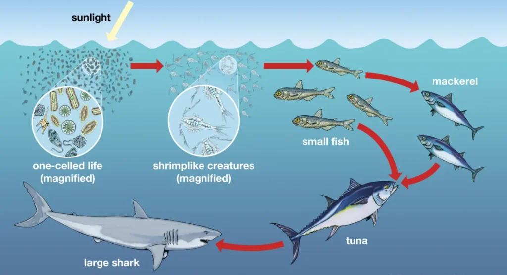 Life Cycle of the Shark